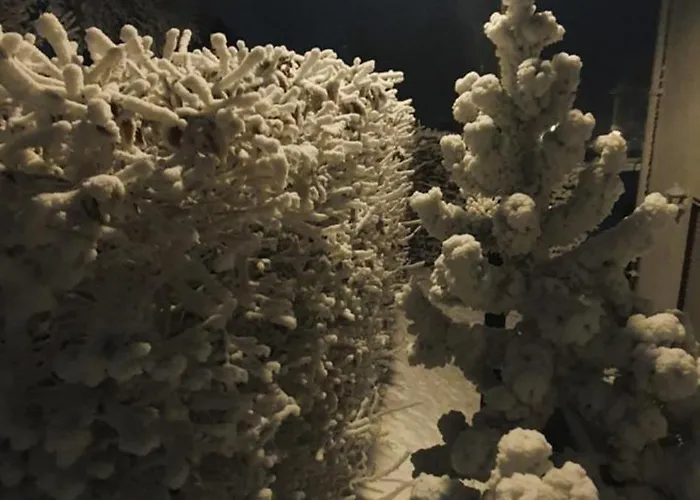 Haus Schneider 公寓 温特贝格